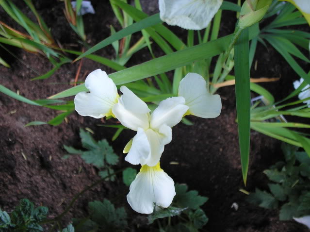 Iris sibirica 'Snow Queen' — photo 1