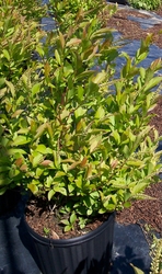 tea virginica 'Sprich'(LITTLE HENRY®) — photo 2