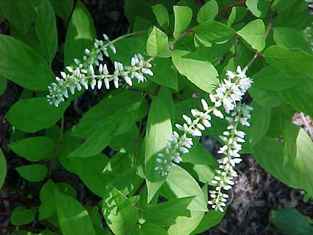 Itea virginica Saturnalia