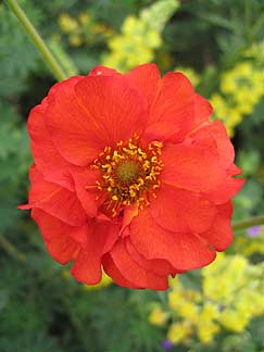 Geum chiloense Mrs. Bradshaw