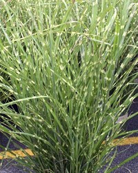 Miscanthus sinensis Strictus — photo 2