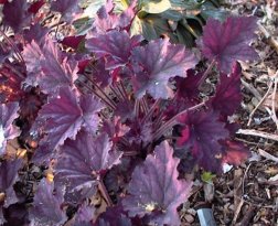 Heuchera Frosted Violet — photo 1