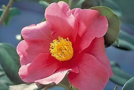 Camellia Winters Fire — photo 1