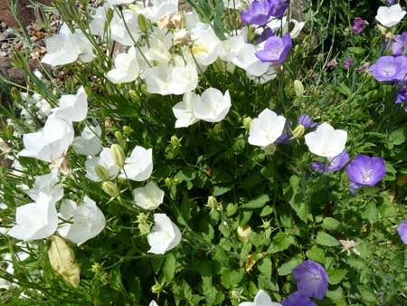 Campanula White Clips