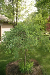Caragana arborescens Pendula — photo 1
