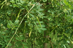 Caragana arborescens Pendula — photo 2