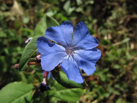 Ceratostigma plumbaginoides
