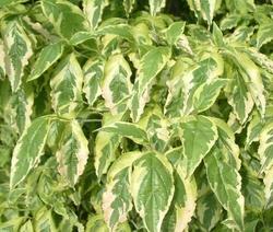 Cornus florida 'Cherokee Daybreak' — photo 2