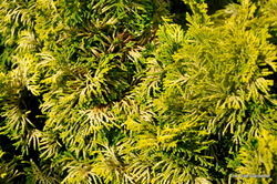 Chamaecyparis obtusa 'Verdonii' — photo 2