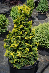 Chamaecyparis obtusa 'Verdonii' — photo 3