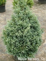 Chamaecyparis pisifera Viridis — photo 2