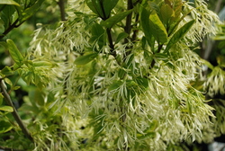 Chionanthus virginicus — photo 2