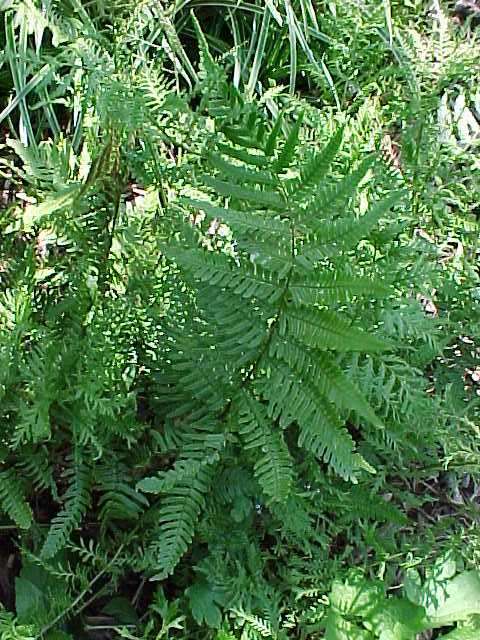 Dryopteris erythrosora — photo 1