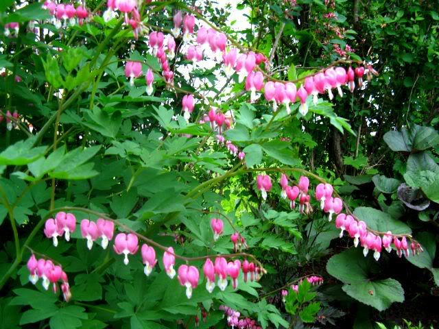 Dicentra spectabilis — photo 1