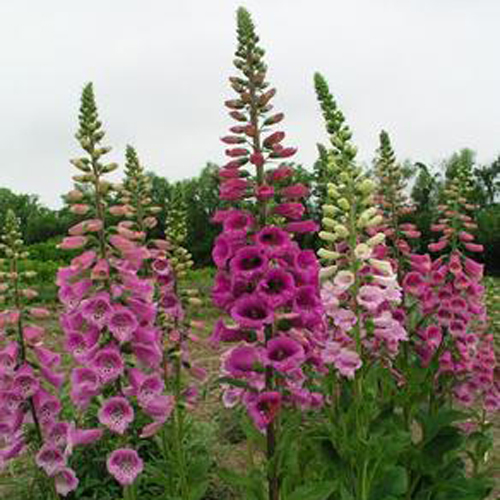 Digitalis x mertonensis — photo 1