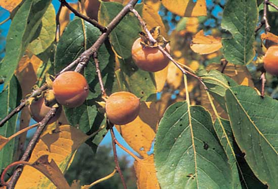 Diospyros virginiana — photo 1
