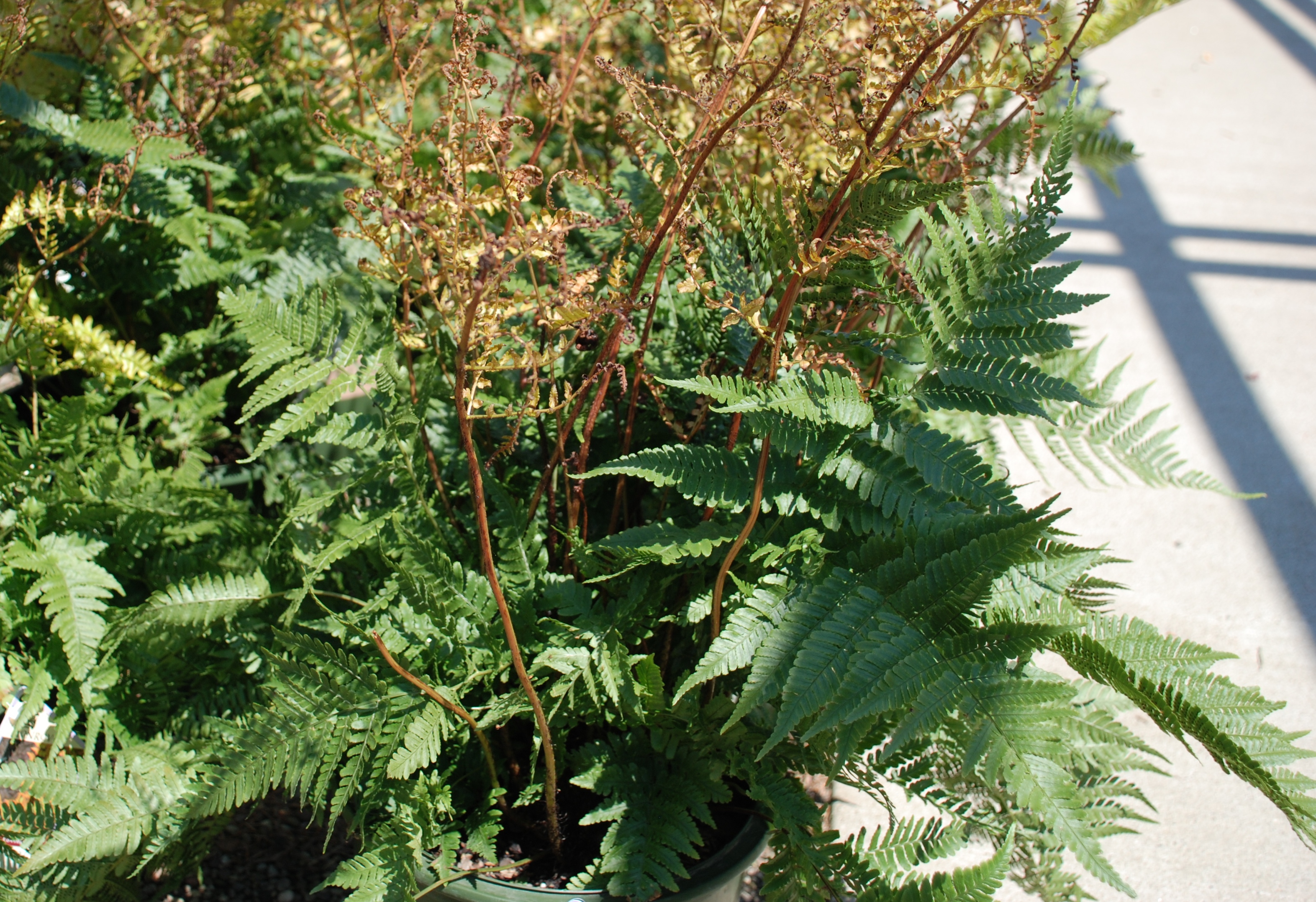 Dryopteris erythrosora 'Autumn Fern'
