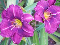 hemerocallis 'Little Grapette' — photo 1