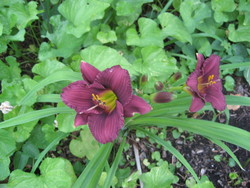 hemerocallis 'Little Grapette' — photo 2