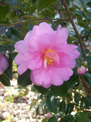 Camellia Winters Interlude — photo 1