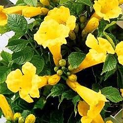 Campsis radicans Yellow Trumpet — photo 1