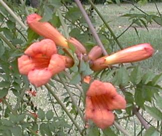 Campsis x tagliabuana Madame Galen