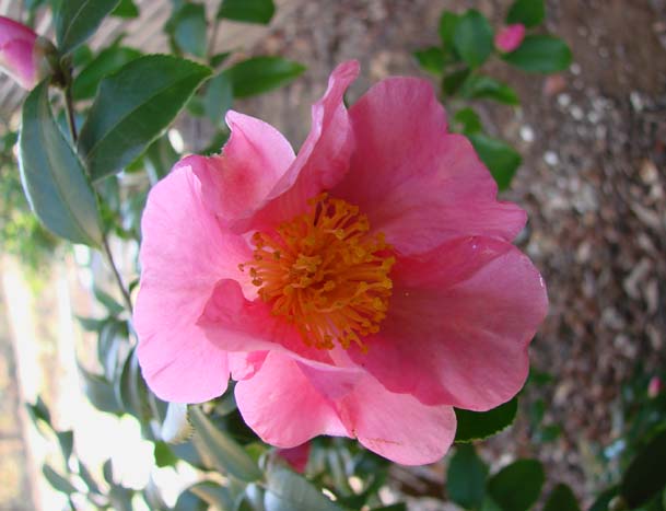 Camellia Winters Star — photo 1