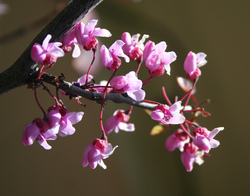 Cercis canadensis 'Forest Pansy' — photo 3