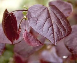 Cercis canadensis 'Forest Pansy' — photo 4