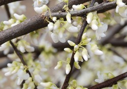 Cercis canadensis Royal White — photo 3