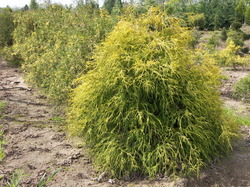 Chamaecyparis pisifera 'Filifera' — photo 2