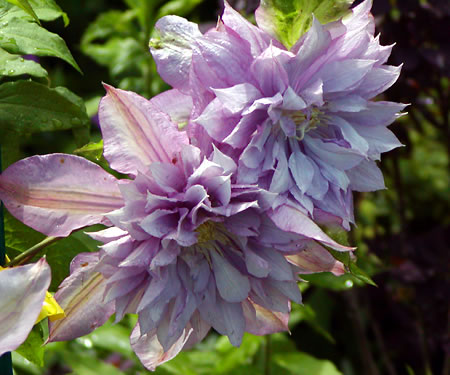 Clematis Proteus — photo 1