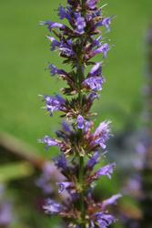 Agastache Purple Haze — photo 1