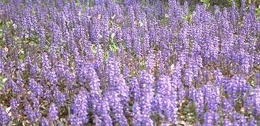 Ajuga reptans 'Bronze Beauty' — photo 1