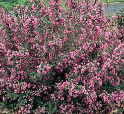 Weigela florida Tango — photo 1