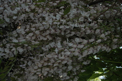 Wisteria floribunda 'Aunt Dee' — photo 1