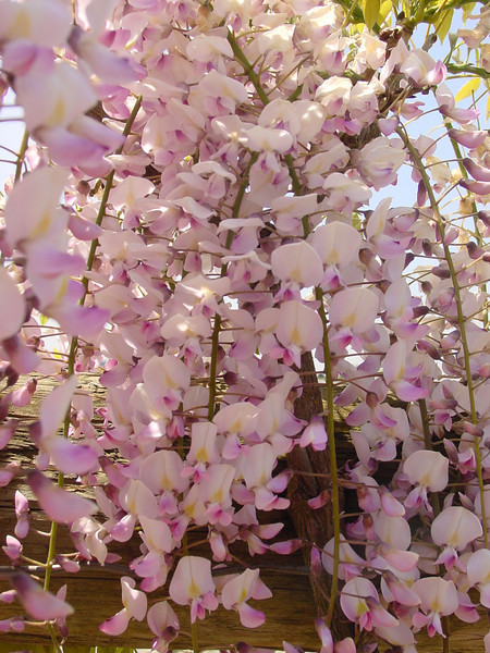 Wisteria floribunda Pink Ice