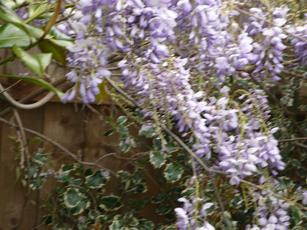 Wisteria sinensis 'Profilica'