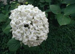 Viburnum carlecephalum — photo 1