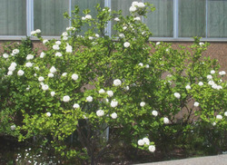 Viburnum carlecephalum — photo 2