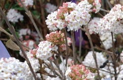 Viburnum carlesii — photo 1