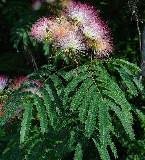 Albizia julibrissin — photo 1