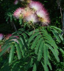 Albizia julibrissin — photo 1