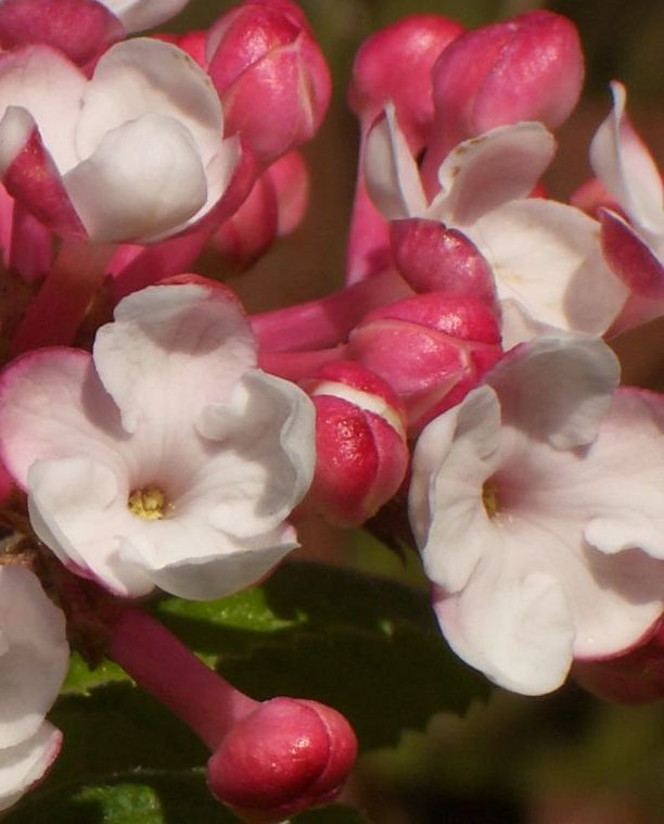 Viburnum carlesii Aurora