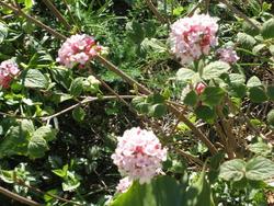 Viburnum carlesii Aurora — photo 2