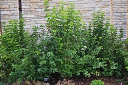 Viburnum dentatum 'Chicago Luster' — photo 1