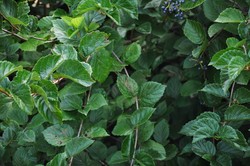 Viburnum dentatum 'Chicago Luster' — photo 2