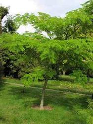 Albizia julibrissin — photo 2