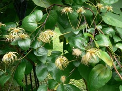 Viburnum dilatatum Michael Dodge — photo 1