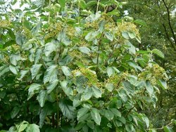 Viburnum dilatatum Michael Dodge — photo 2